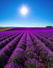 Fototapeta premium Vibrant Lavender Fields Under a Bright Sun in Provence France.