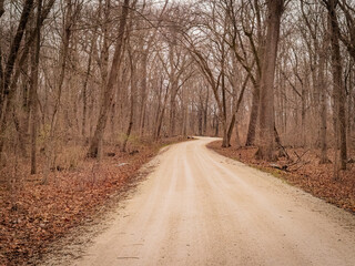 Fototapeta premium Empty curving dirt road leading into dense bare autumn or winter forest with fallen leaves