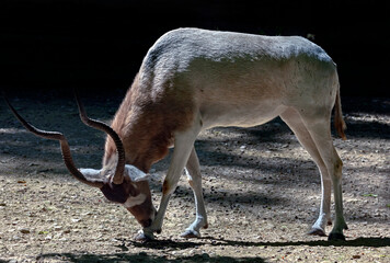 Addax antelope in its enclosure. Latin name - Addax nasomaculatus