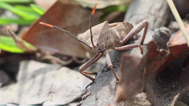 Bean Bug (Riptortus pedestris) Walking on Dry Leaves Towards Camera 3
학명: Riptortus pedestris
