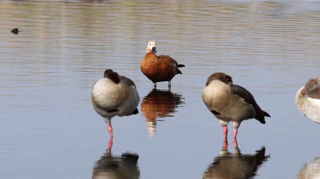 sleeping Egyptian geese on the lakeshore, cute geese and among them a ruddy shelduck, sleeping waterfowl, reflection of waterfowl, idyllic landscape, Tadorna ferrugineam, Alopochen aegyptiaca