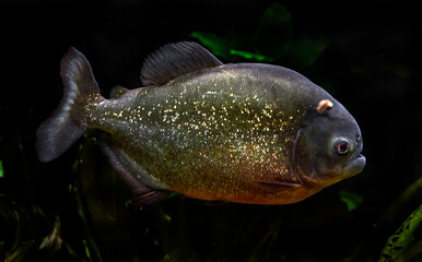 Red piranha. Latin name - Pygocentrus nattereri
