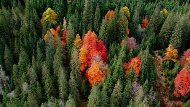 K&ouml;nigsee Austrian forest in autumn