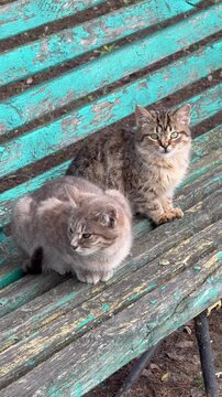kittens on a bench