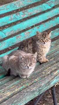 kittens on a bench