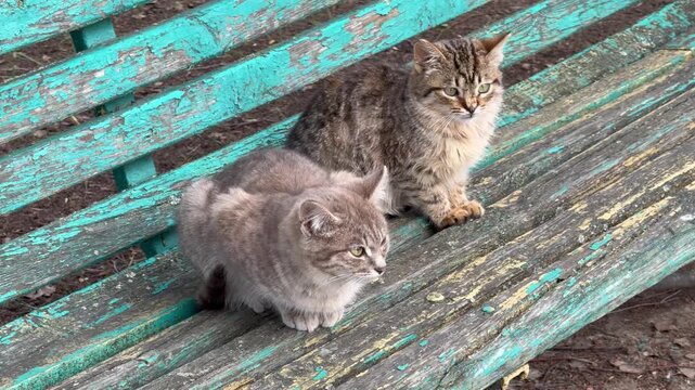 kittens on a bench