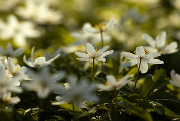 Białe zawilce gajowe kwitnące w lesie wiosną, miękkie światło słoneczne, tło natury. © mycatherina