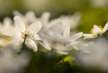 Białe zawilce gajowe kwitnące w lesie wiosną, miękkie światło słoneczne, tło natury. © mycatherina
