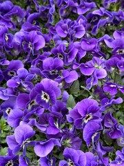 Purple Johnny Jump up viola pansies flowers. 