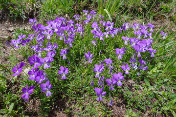Obraz premium Violets alpine flowers flowering among the rocks in the Ligurian Alps