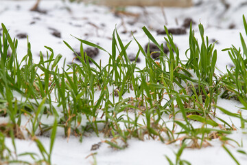 seedlings of winter rye grow in a snow-covered field