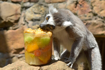 Fototapeta premium A Lemur enjoys his icy fruit treat as temperatures soared in Johannesburg, 6 October 2023. 