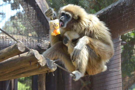 A mother Lar Gibbon eats a fruity treat as her baby looks on in Johannesburg.