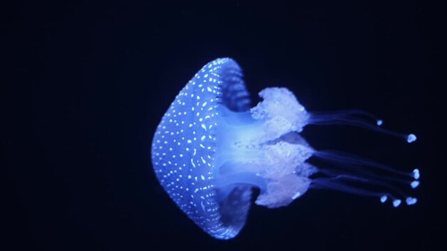 Tropical Jellyfish Phyllorhiza punctata white-spotted jellyfish aka floating bell, Australian spotted jellyfish underwater