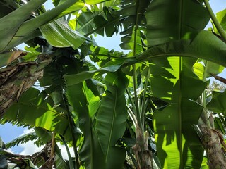 Tropical banana plants with large green leaves forming a canopy under sunlight © Baskarastock
