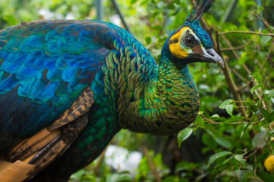peacock (Pavo muticus) or Merak Hijau male spreading beautiful tail