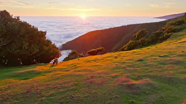 Aerial view of sunrise above clouds and green hills with cows grazing at Fanal mountain, Madeira island, Portugal. Push in approach dolly move follows cow