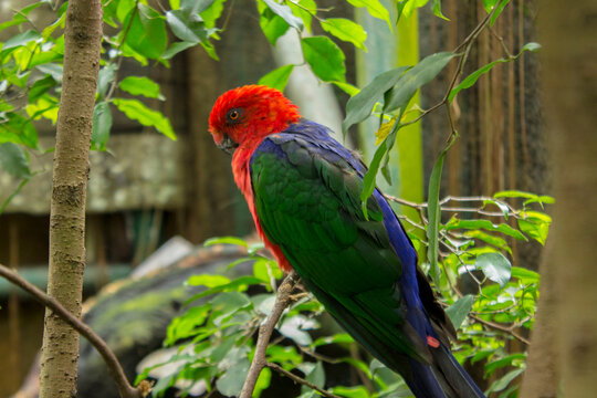 bird, parrot (Eclectus roratus), burung nuri sitting on the pal tree trunk. Beautiful parrot on green tree in nature habitat.