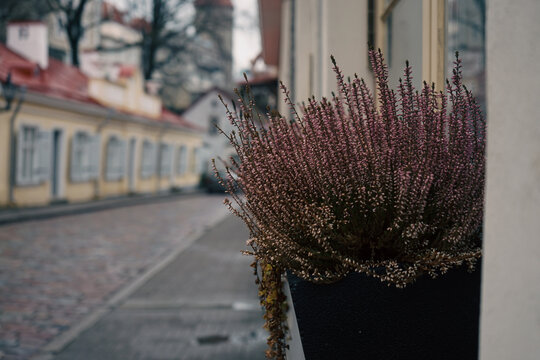 Purple flowers in a planter on a city street