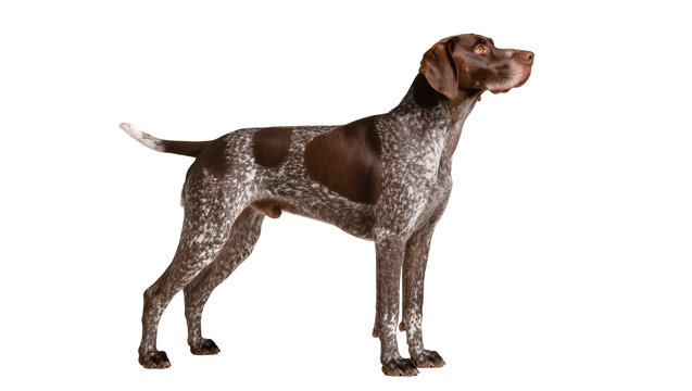Brown and white spotted German Shorthaired Pointer dog standing alert, isolated on transparent background