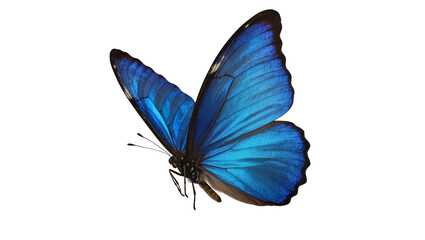 Vibrant blue morpho butterfly with detailed wing patterns, isolated on transparent background © Hugo