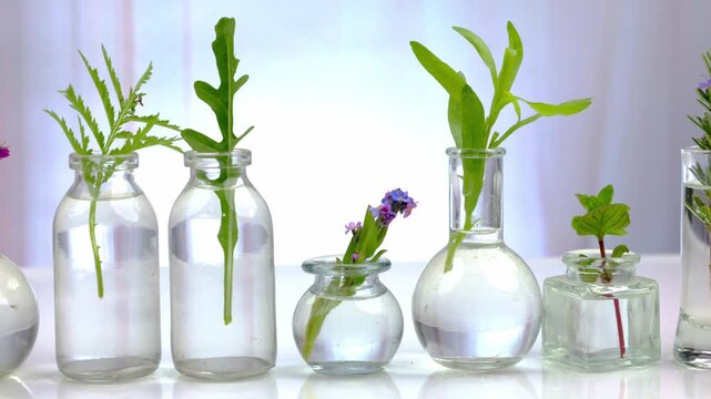 Medicinal plant and flower selection , peppermint, passiflora,, sage, thyme, lavender lemon balm with an aromatherapy essential oil glass bottle .