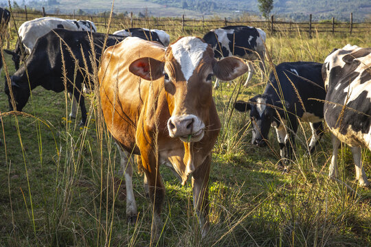 Cows grazing in a field in Burundi