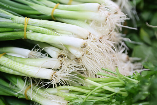Fresh green onion collected from the field and presented for sale by farmers and vegetable growers.