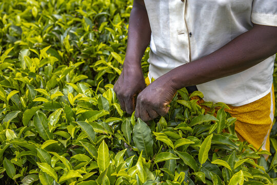 Woman picking tea in Embu county, Kenya