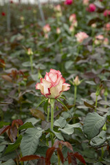 Fototapeta premium Flowers grown in a greenhouse, Naivasha, Kenya
