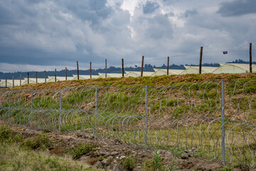Obraz premium Flowers greenhouses and fences, Naivasha, Kenya