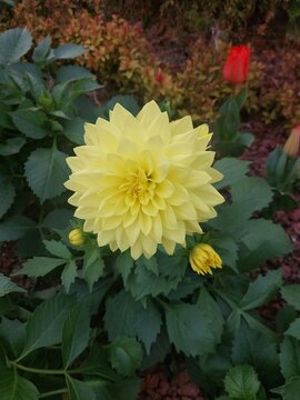 노란 달리아, yellow dahlia