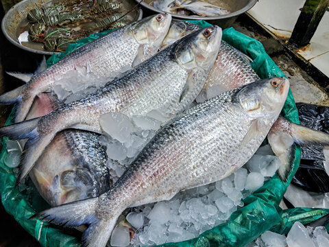 Fresh hilsa fish displayed for sale at Digha Mohona fish market, West Bengal, India