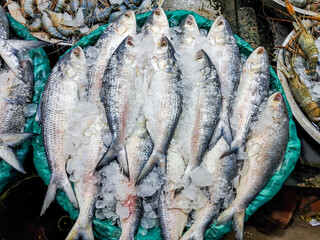 Obraz premium Hilsa fish being sold at a retail fish market in Digha Mohona, West Bengal, India.