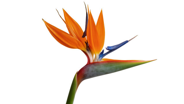 Vibrant orange Bird of Paradise flower with blue accents, isolated on transparent background