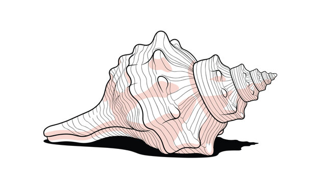 Detailed drawing of a large conch seashell with intricate textures and pinkish spots on a white background with a soft shadow.
