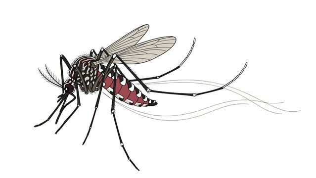 Detailed biological illustration shows a mosquito in profile with its wings and long legs clearly visible on white.