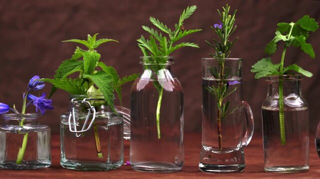 Medicinal plant and flower selection , peppermint, passiflora,, sage, thyme, lavender lemon balm with an aromatherapy essential oil glass bottle .