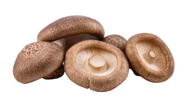 Group of fresh shiitake mushrooms with brown caps and white gills, isolated on transparent background