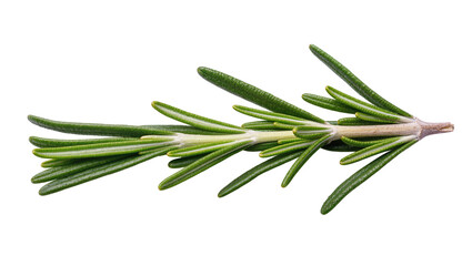 Fototapeta premium Fresh green rosemary sprig with needle-like leaves, isolated on transparent background