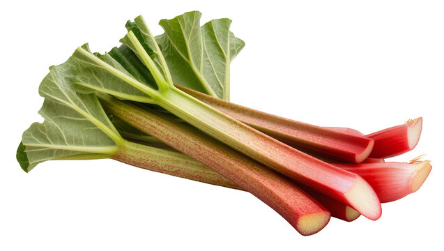 Fresh red and green rhubarb stalks with large leaves, isolated on transparent background