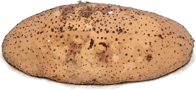 Holothuria fuscogilva illustration art