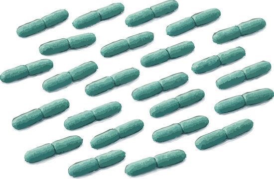 Lactobacillus bulgaricus illustration