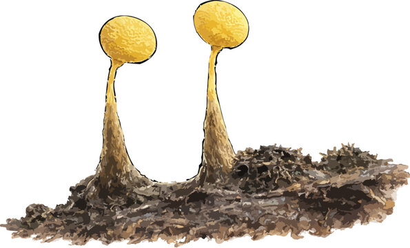 Physarum polycephalum illustration