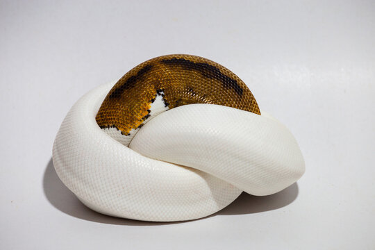 pied, piebald, animal, background, ball python, ballpython, closeup, constrictor, curled, danger, defensive, exotic, head, herpetology, hybrid snake, natural, pet, pets, poisonous snake, predator, pyt