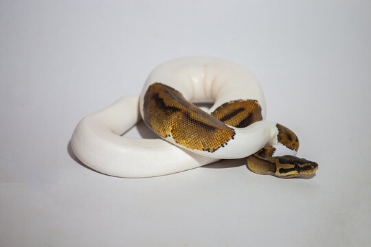 pied, piebald, animal, background, ball python, ballpython, closeup, constrictor, curled, danger, defensive, exotic, head, herpetology, hybrid snake, natural, pet, pets, poisonous snake, predator, pyt