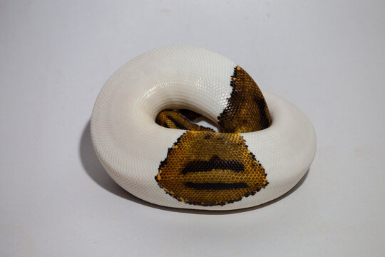pied, piebald, animal, background, ball python, ballpython, closeup, constrictor, curled, danger, defensive, exotic, head, herpetology, hybrid snake, natural, pet, pets, poisonous snake, predator, pyt