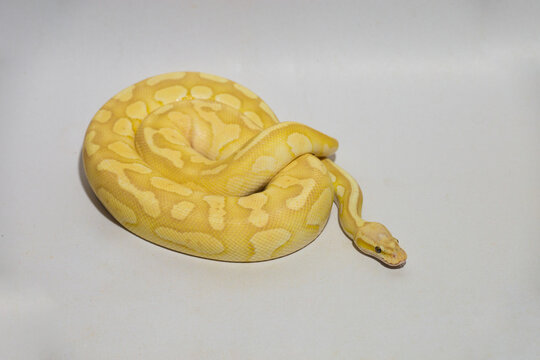 Yellow python, portrait of a ball python on white background Dark-eyed pet snake
