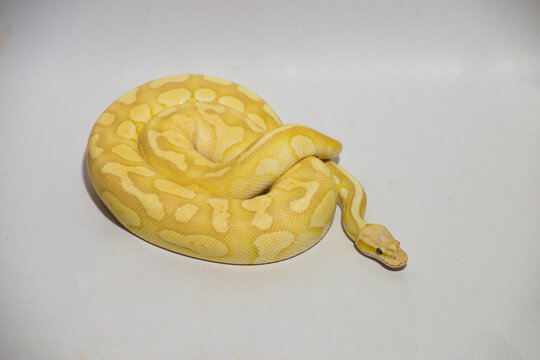 Yellow ball python snake coiled on white background, exotic reptile pet with detailed pattern and texture, studio lighting, isolated subject perfect for wildlife, pet, and nature concept.