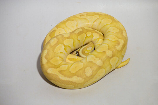Yellow ball python snake coiled on white background, exotic reptile pet with detailed pattern and texture, studio lighting, isolated subject perfect for wildlife, pet, and nature concept.